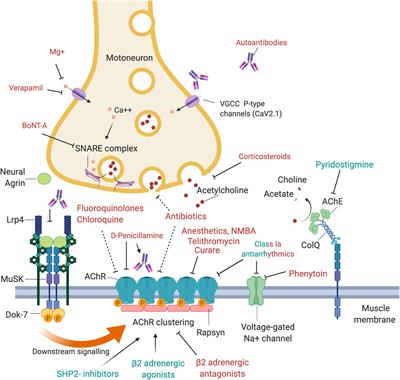 Pathomechanisms and Clinical Implications of Myasthenic Syndromes Exacerbated and Induced by Medical Treatments